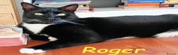 Europeo gatti in regalo: TIGROTTO E ROGER SONO RIMASTI SOLO AL MONDO - Annuncio 5