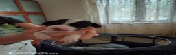 Jack Russell cani in vendita: Bellissimi cuccioli di jack Russel terrier  - Annuncio 6