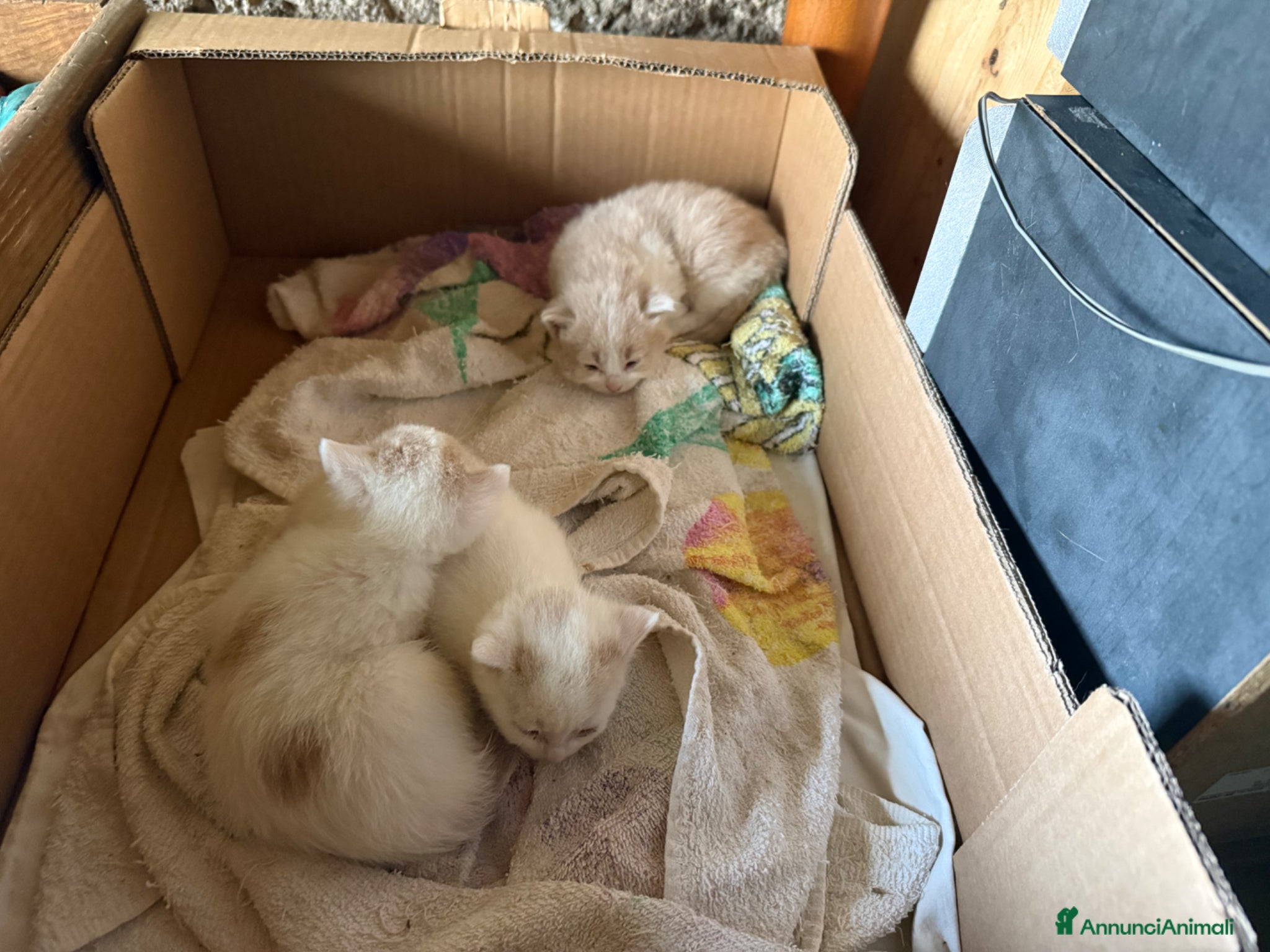 Europeo gatti Regalo gattini - Annuncio 16