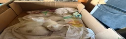 Europeo gatti in regalo: Regalo gattini - Annuncio 1