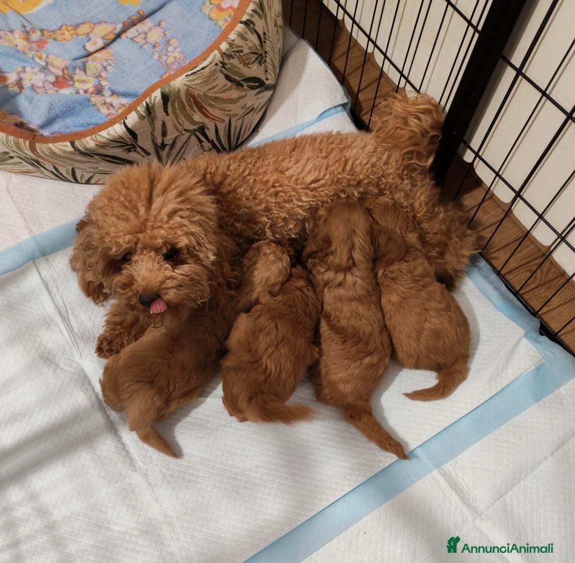 Barboncino cani in vendita: Cuccioli BARBONCINI nani - Annuncio 1