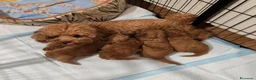 Barboncino cani in vendita: Cuccioli BARBONCINI nani - Annuncio 1