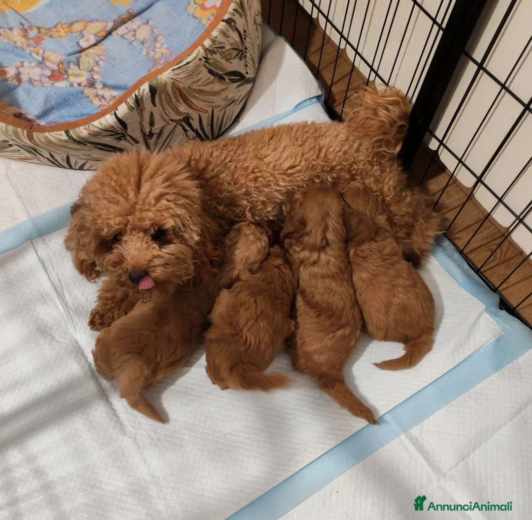 Barboncino cani in vendita: Cuccioli BARBONCINI nani - Annuncio 1