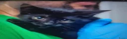 Europeo gatti in regalo: GATTINO NERO - Annuncio 3