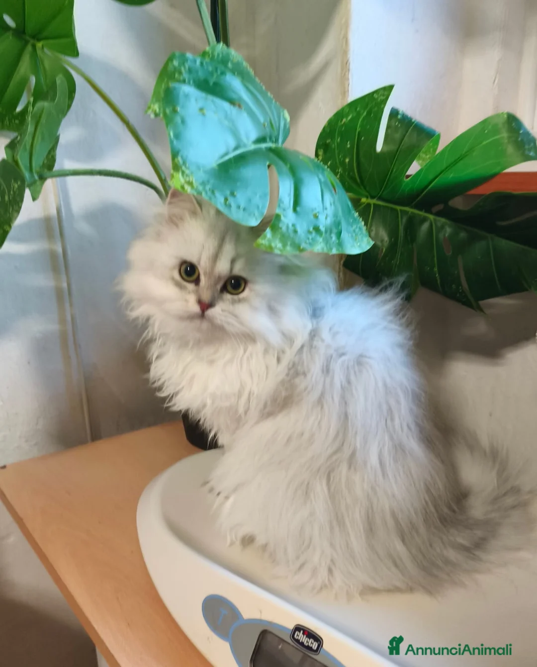 British gatti in vendita: Gattino British longhair  a Città metropolitana di Milano - Annuncio 3