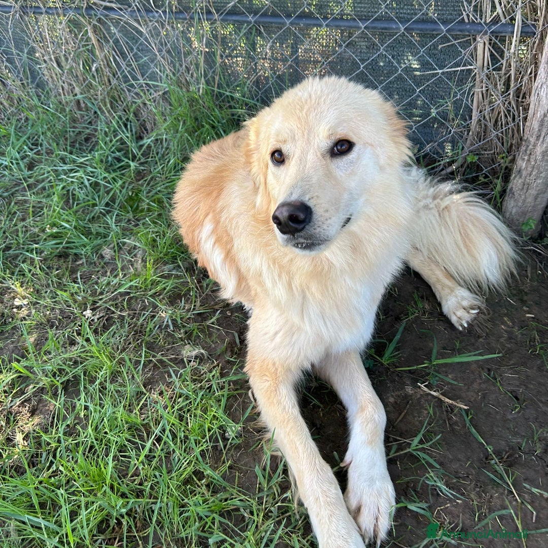 Meticcio cani in regalo: Flipper. Adozione del ❤️ - Annuncio 2