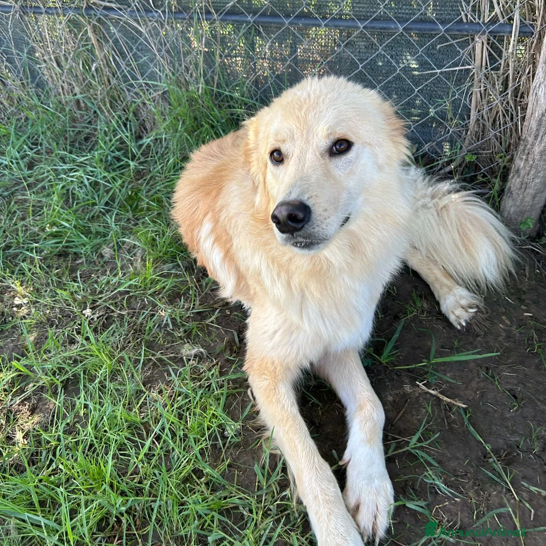 Meticcio cani in regalo: Flipper. Adozione del ❤️ - Annuncio 2