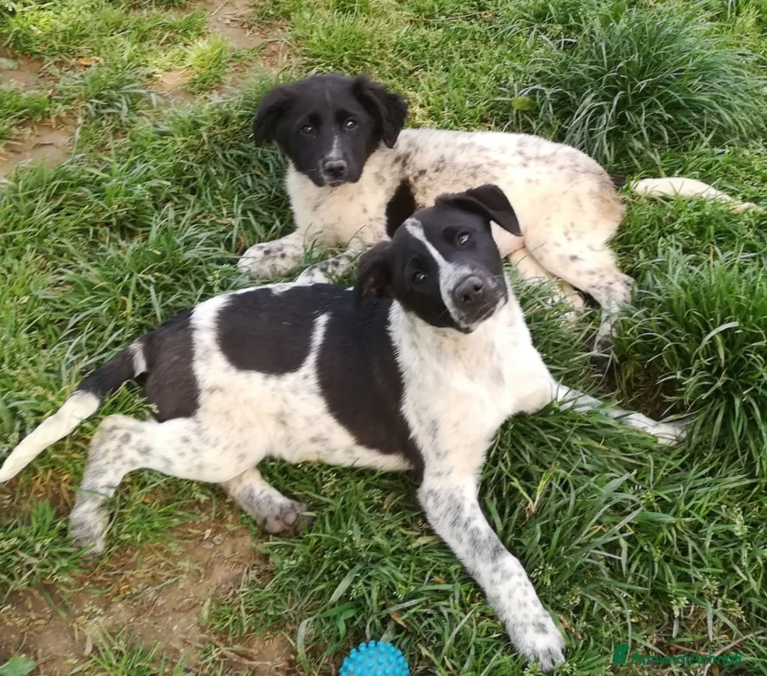 Meticcio cani in regalo: CUCCIOLI CERCANO CASA  a Provincia di Varese - Annuncio 5