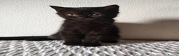 Scottish gatti in vendita: Gattini Scottish  - Annuncio 8