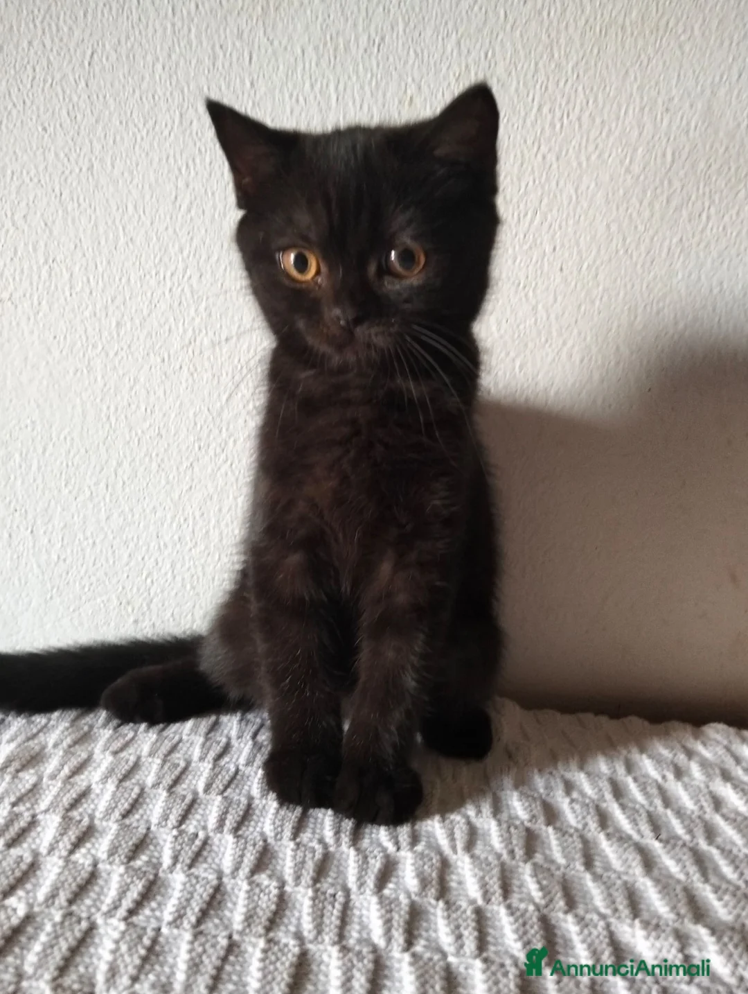 Scottish gatti in vendita: Gattini Scottish  - Annuncio 8