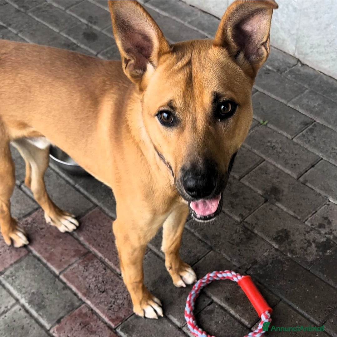 Meticcio cani in regalo: SIMBA LUPETTO - Annuncio 1