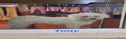 Maltese cani in vendita: Cucciolo Femmina toy e maschio mini  - Annuncio 7