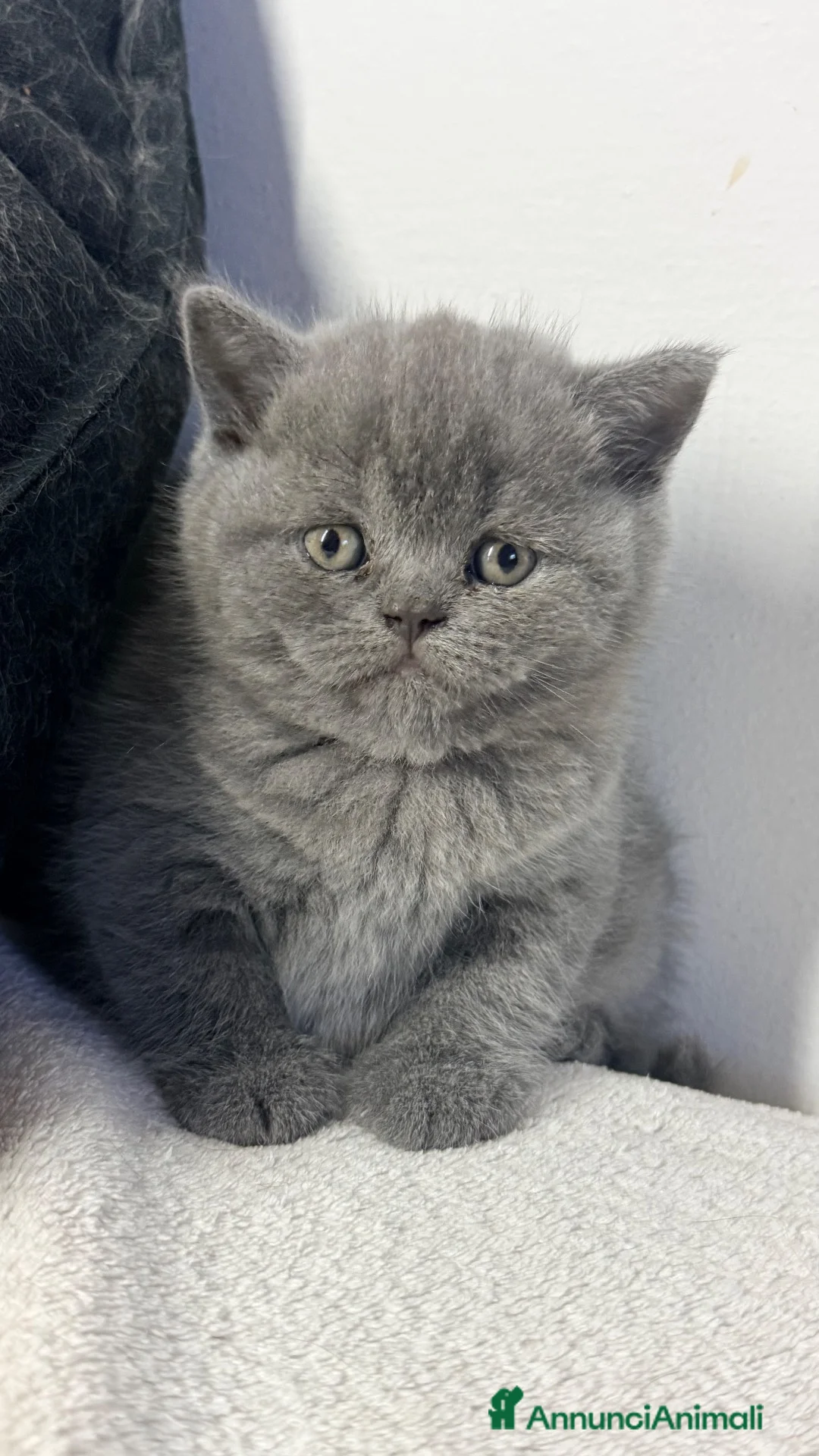 Scottish gatti in vendita: Gattina scottish straight  - Annuncio 2