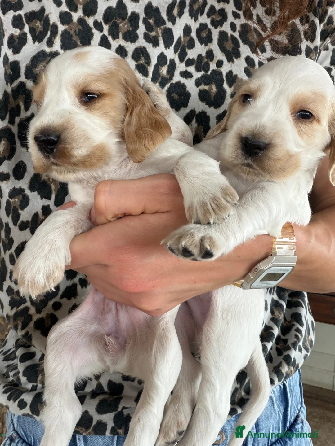 Cocker cani in vendita: Cocker cuccioli a Libero consorzio comunale di Siracusa - Annuncio 2