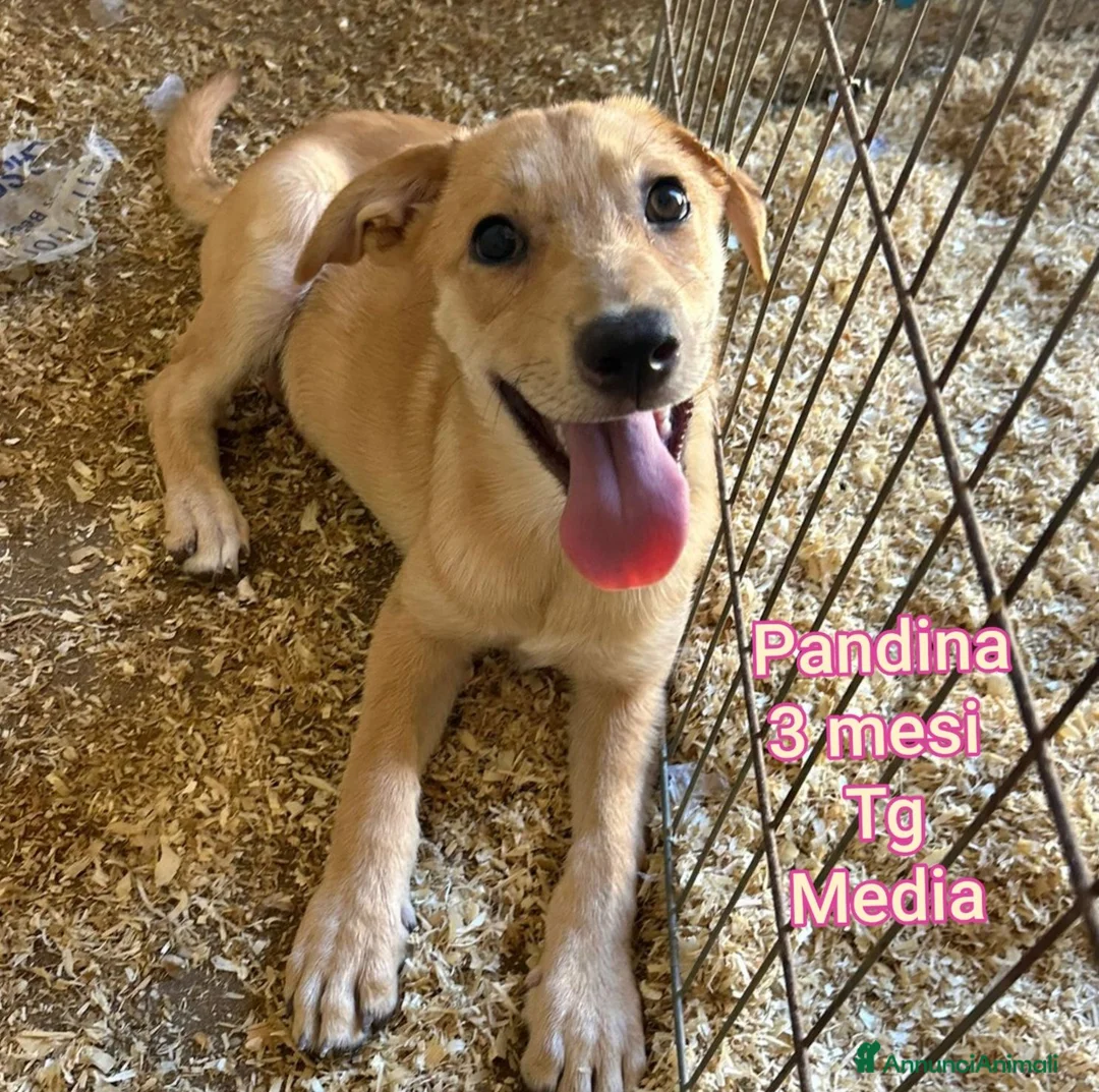 Meticcio cani in regalo: CUCCIOLI ABBANDONATI: URGENTE! a Città Metropolitana di Torino - Annuncio 12