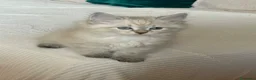 Siberiano gatti in vendita: Gattini Siberiani Ipoallergenici a Provincia di Brescia - Annuncio 7