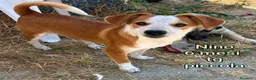 Meticcio cani in regalo: CANI TAGLIA PICCOLA E CONTENUTA  a Provincia di Pistoia - Annuncio 4