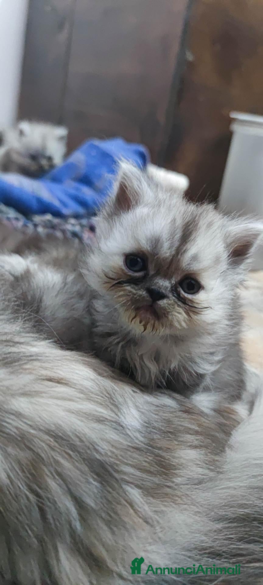 Persiano gatti Cuccioli persiani  - Annuncio 7