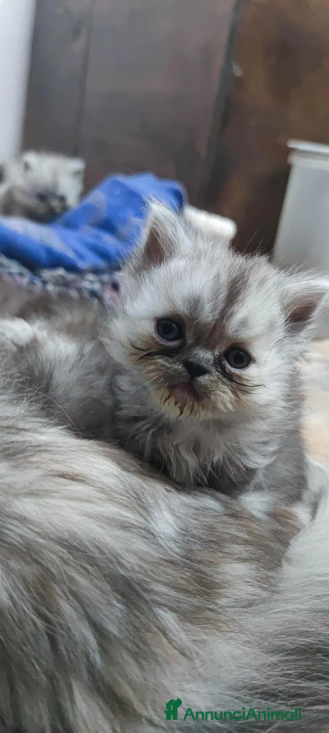 Persiano gatti in vendita: Cuccioli persiani  - Annuncio 1