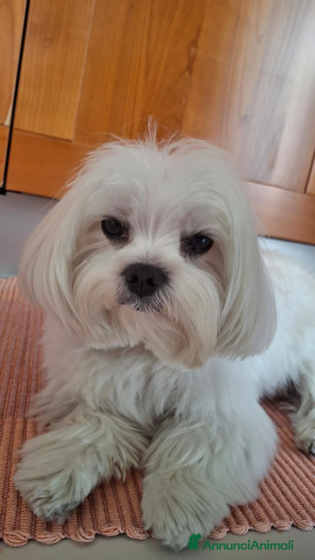 Maltese cani per accoppiamento: Maltese maschio per accoppiamento a Libero consorzio comunale di Ragusa - Annuncio 1