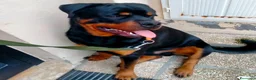 Rottweiler cani per accoppiamento: Cercasifemminarotweiller con pedigree daccoppiare a Provincia di Perugia - Annuncio 3