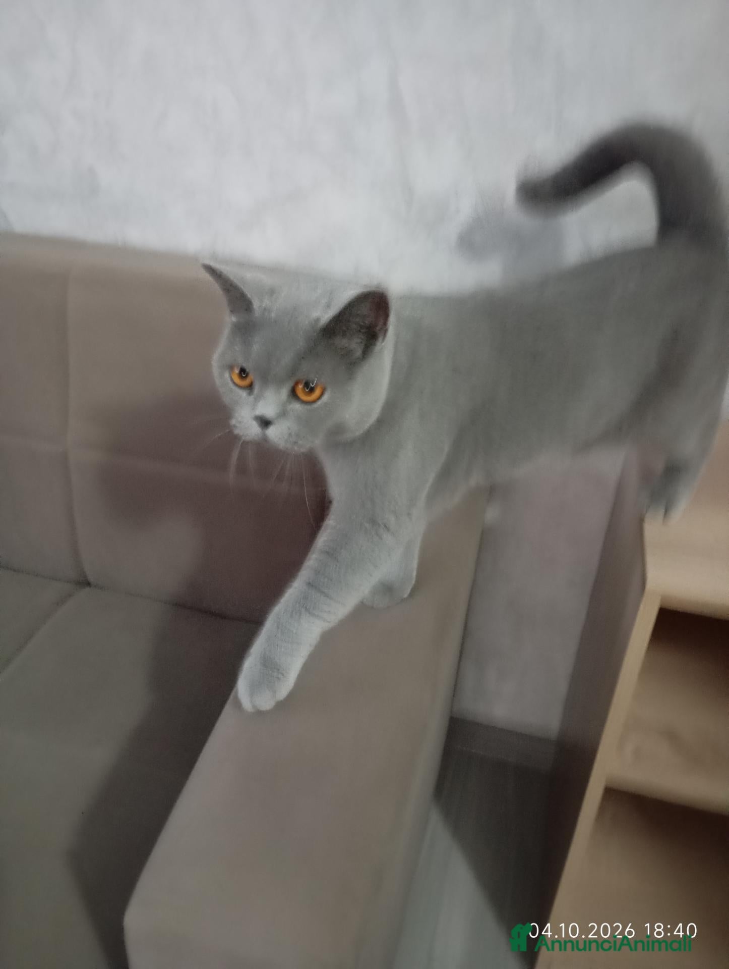 British gatti BRITISH SHORTHAIR FEMMINA  - Annuncio 4