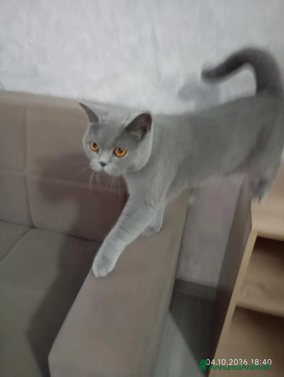 British gatti in vendita: BRITISH SHORTHAIR FEMMINA  - Annuncio 1