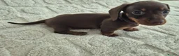 Bassotto cani in vendita: Bassotti Nani  (genetica controllata) - Annuncio 6