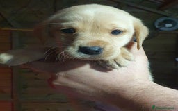 Labrador cani in vendita: Cuccioli di Labrador Retriever pronti a Città Metropolitana di Torino - Immagine 4