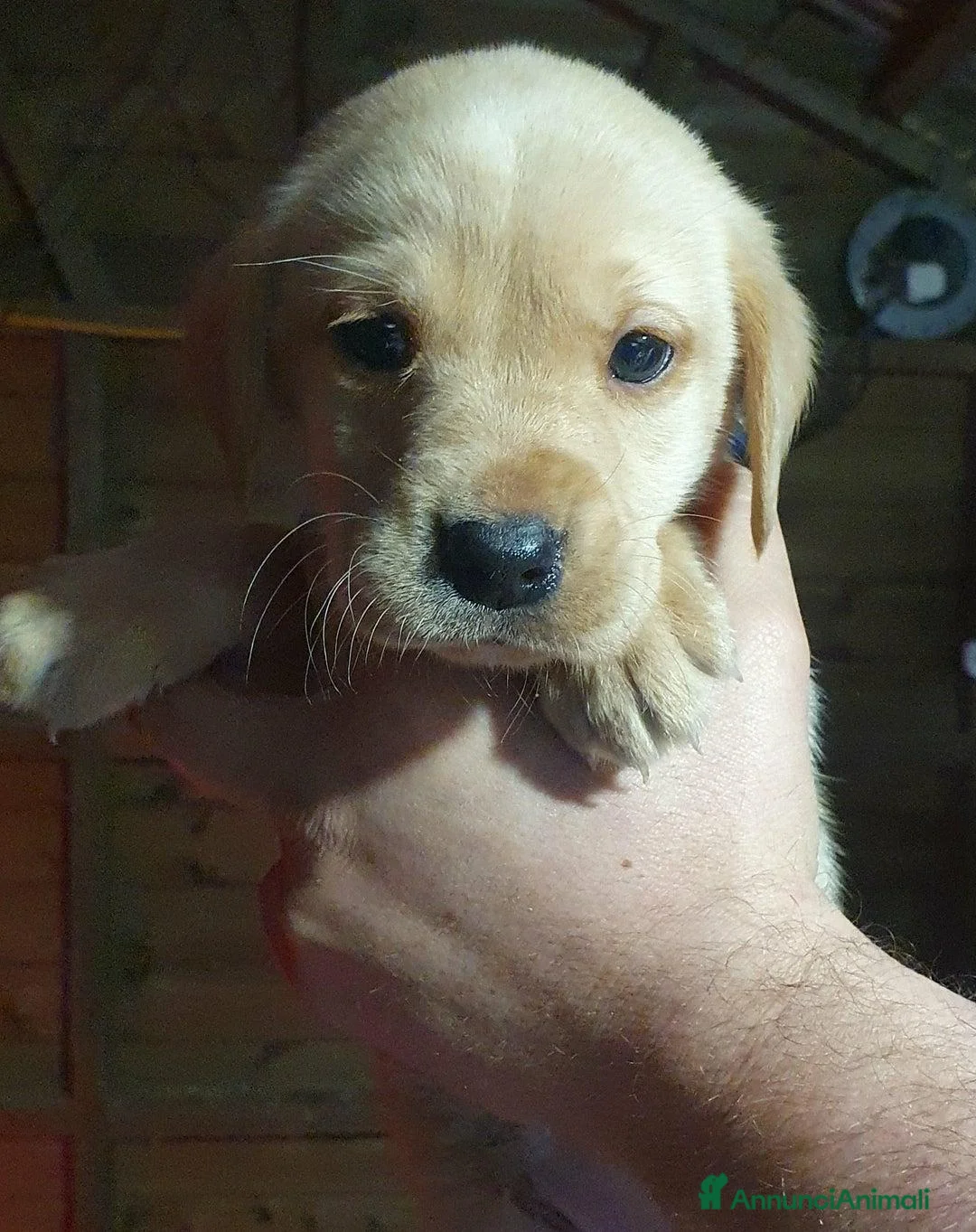 Labrador cani in vendita: Cuccioli di Labrador Retriever pronti a Città Metropolitana di Torino - Annuncio 4