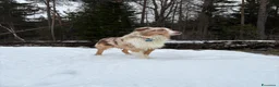 Australian Shepherd cani per accoppiamento: Australian shepherd red Merle per monta  - Annuncio 3