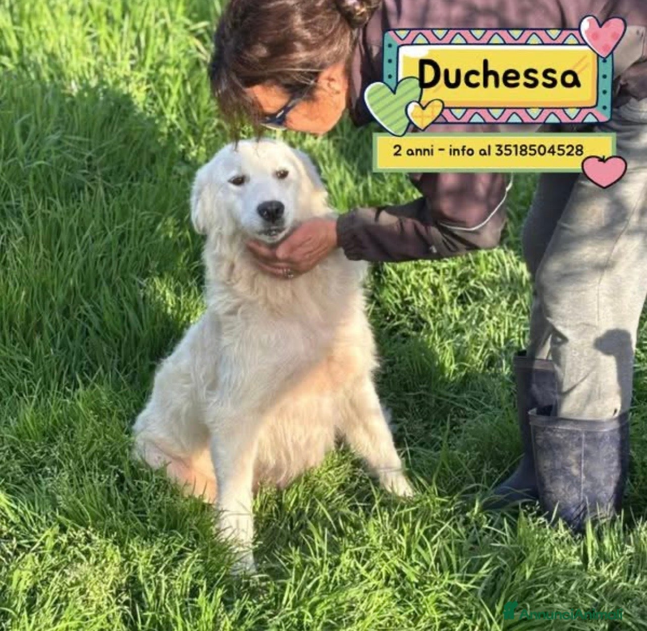 Pastore Maremmano cani Duchessa dolcissima mammina simil maremmano  - Annuncio 4