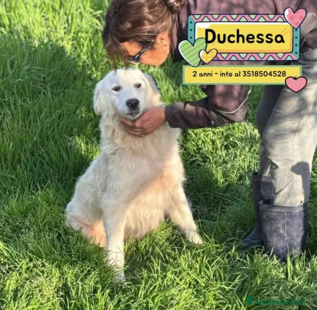 Pastore Maremmano cani in regalo: Duchessa dolcissima mammina simil maremmano  a Provincia di Latina - Annuncio 1