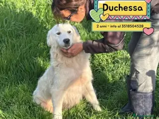 Pastore Maremmano cani Duchessa dolcissima mammina simil maremmano - Annuncio 4