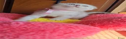 Scottish gatti in vendita: Scottish fold e straight  - Annuncio 24