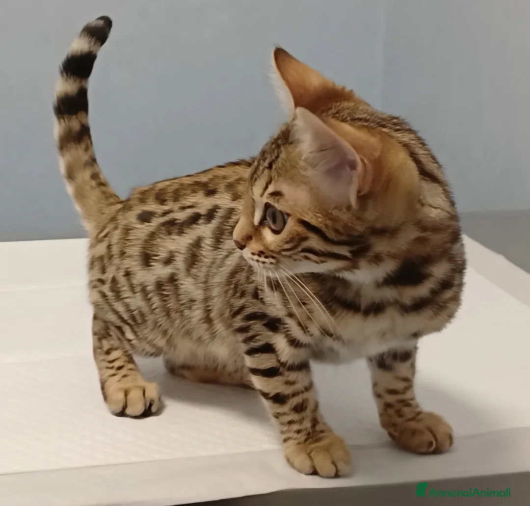 Immagine della galleria {{count}}