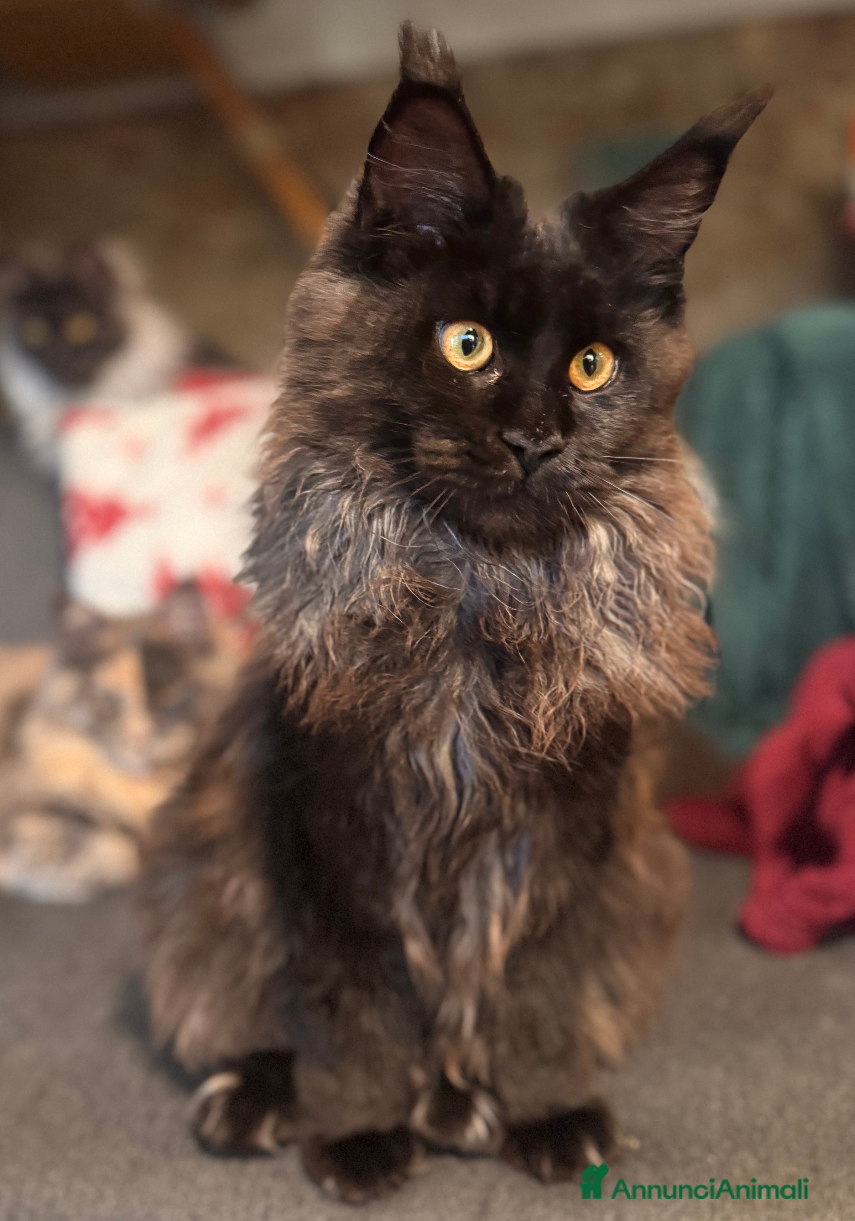 Maine Coon gatti Cucciola Black Smoke - Pedigree ANFI - Annuncio 15