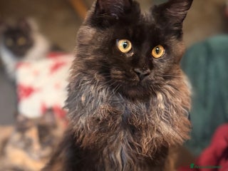 Maine Coon gatti Cucciola Black Smoke - Pedigree ANFI - Annuncio 32