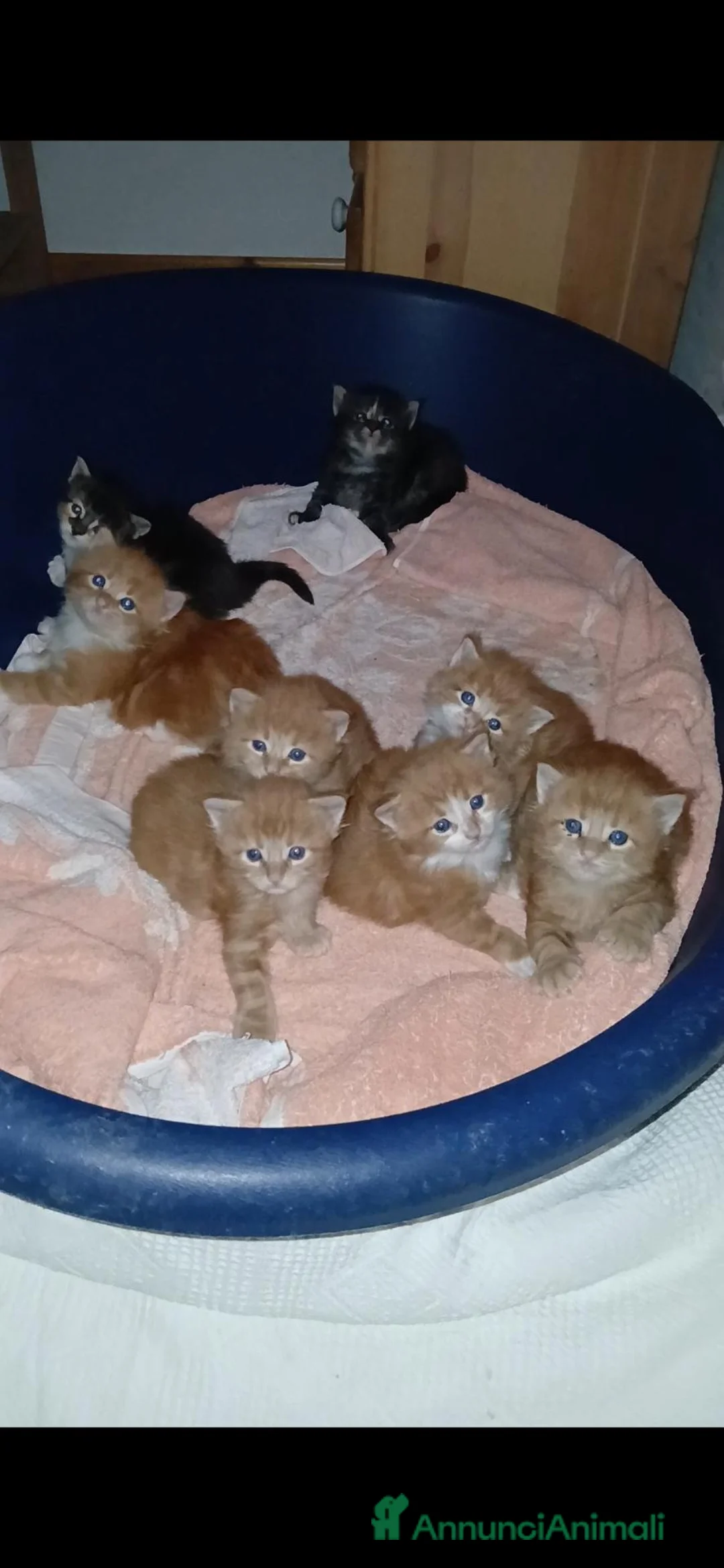 Maine Coon gatti in vendita: Cuccioli di Maine Coon  - Annuncio 2