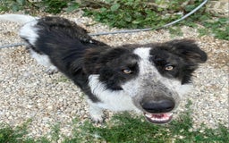Meticcio cani in regalo: Gilberto 1 anno taglia grande a Provincia di Teramo - Immagine 4