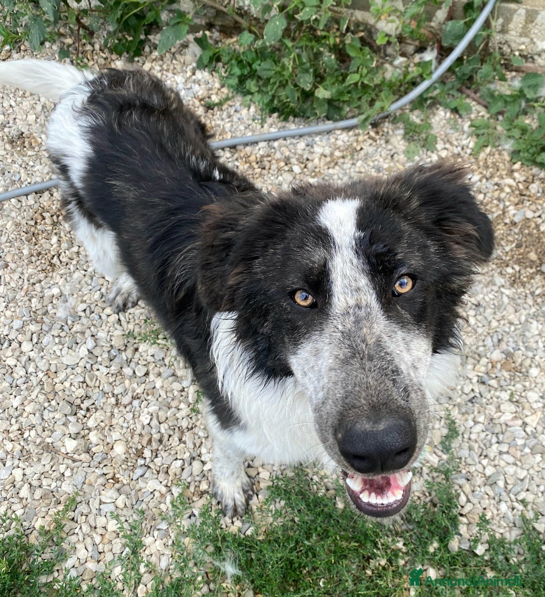 Meticcio cani in regalo: Gilberto 1 anno taglia grande a Provincia di Teramo - Immagine 4