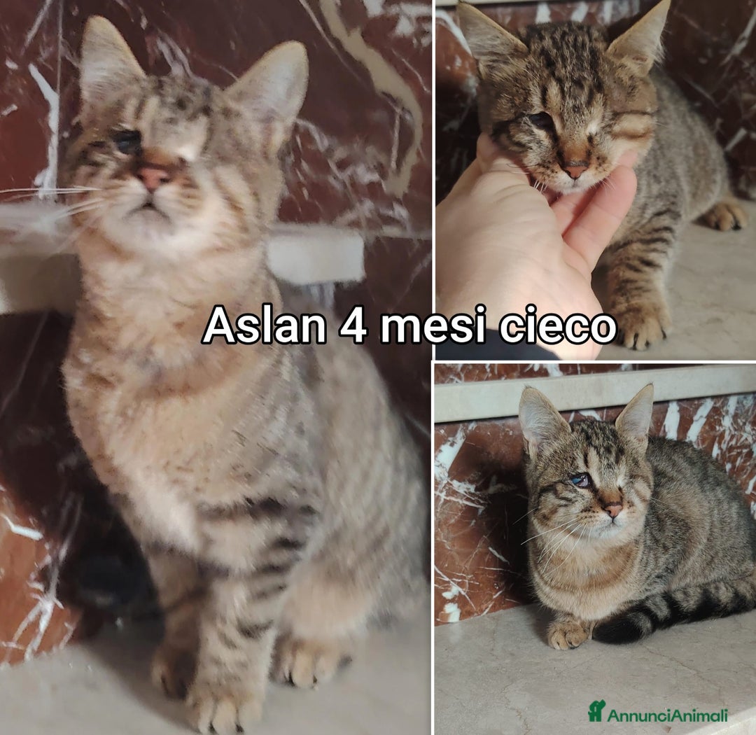 Europeo gatti in regalo: SERVONO ADOZIONI PER SALVARLI  - Annuncio 2