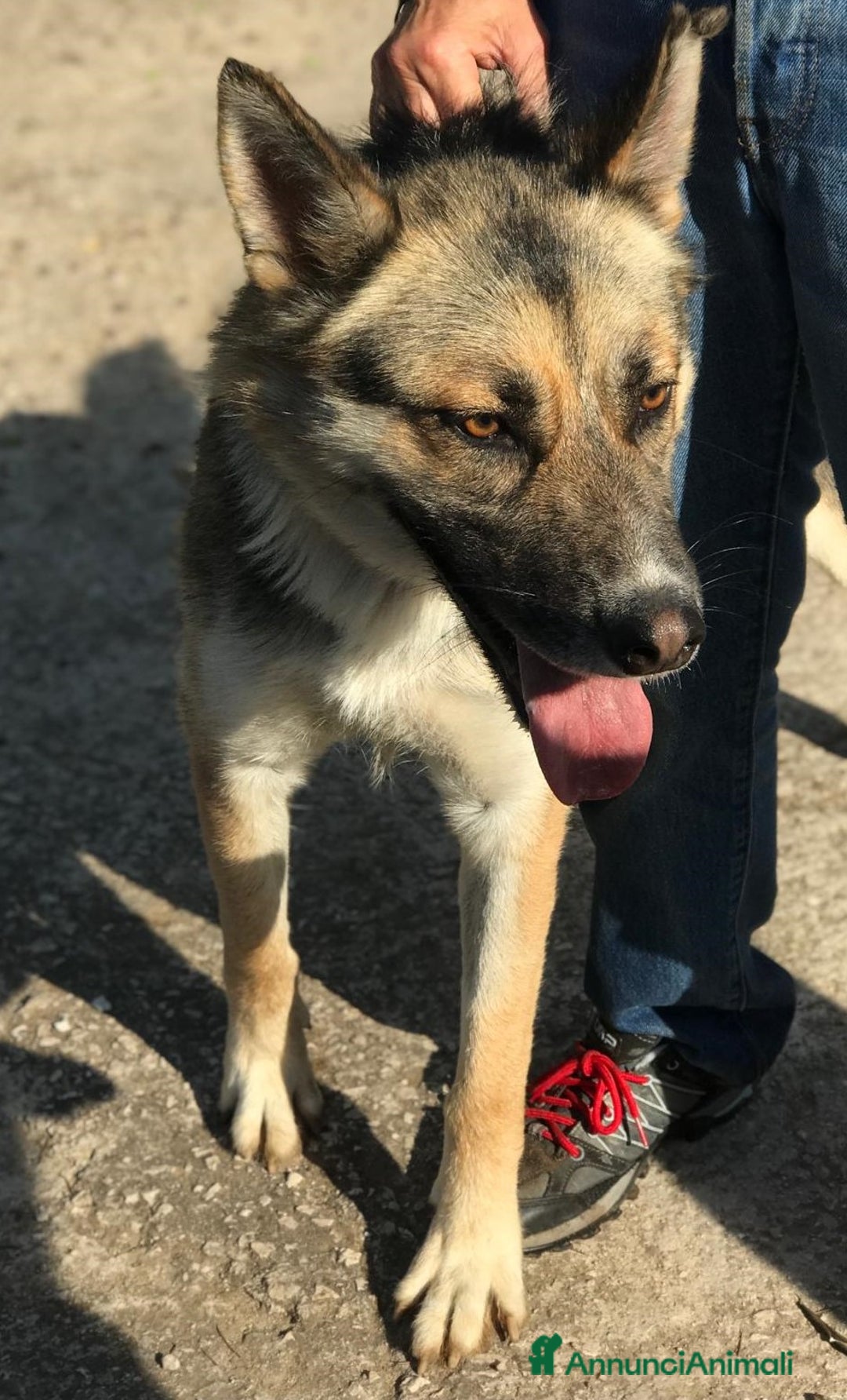 Meticcio cani in regalo: OTTO derivato pastore tedesco in adozione a Provincia di Latina - Annuncio 6