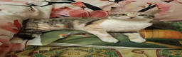 Meticcio gatti in regalo: IRIDELLA, gattina per adozione del cuore. - Annuncio 7