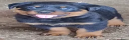 Rottweiler cani in vendita: Disponibili cuccioli Rottweiler  - Annuncio 12