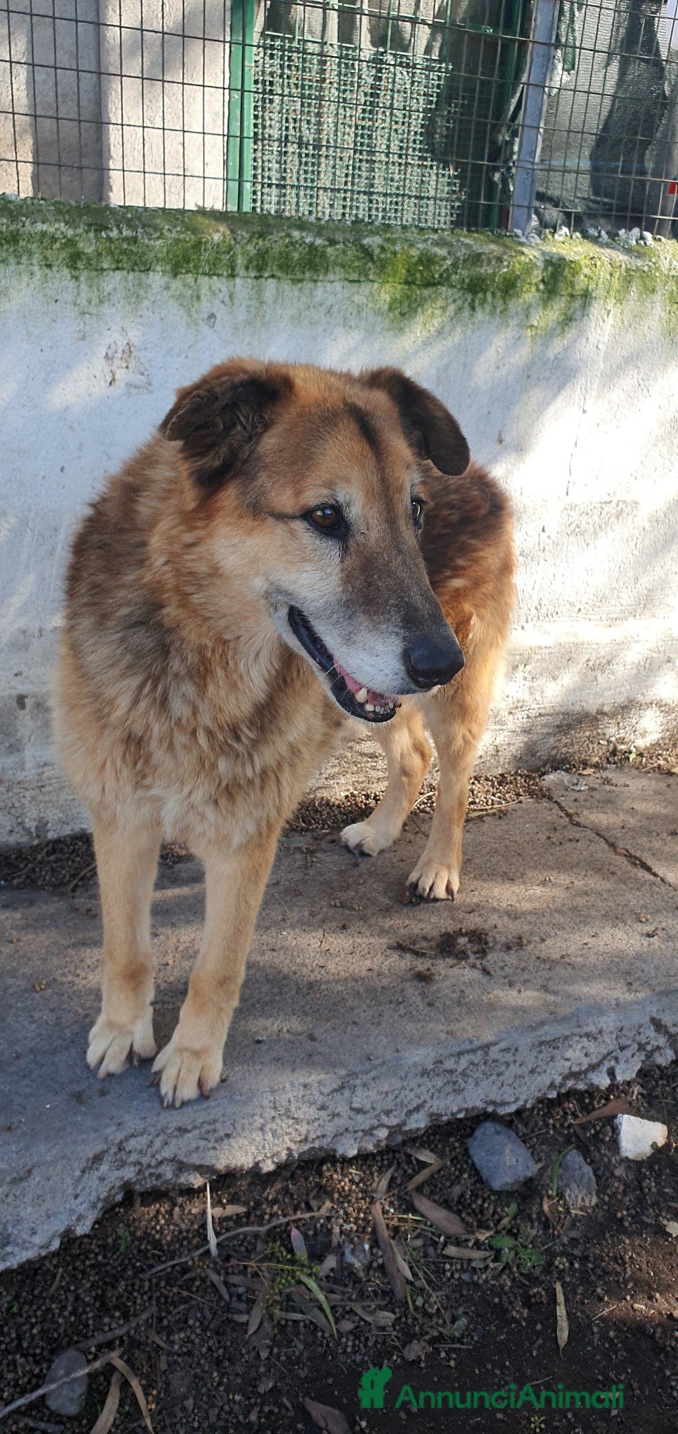 Meticcio cani Ciccio, anziano in canile - Annuncio 35