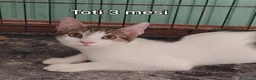 Altre razze gatti in regalo: GATTINI ABBANDONATI: EMERGENZA  a Città metropolitana di Milano - Annuncio 8