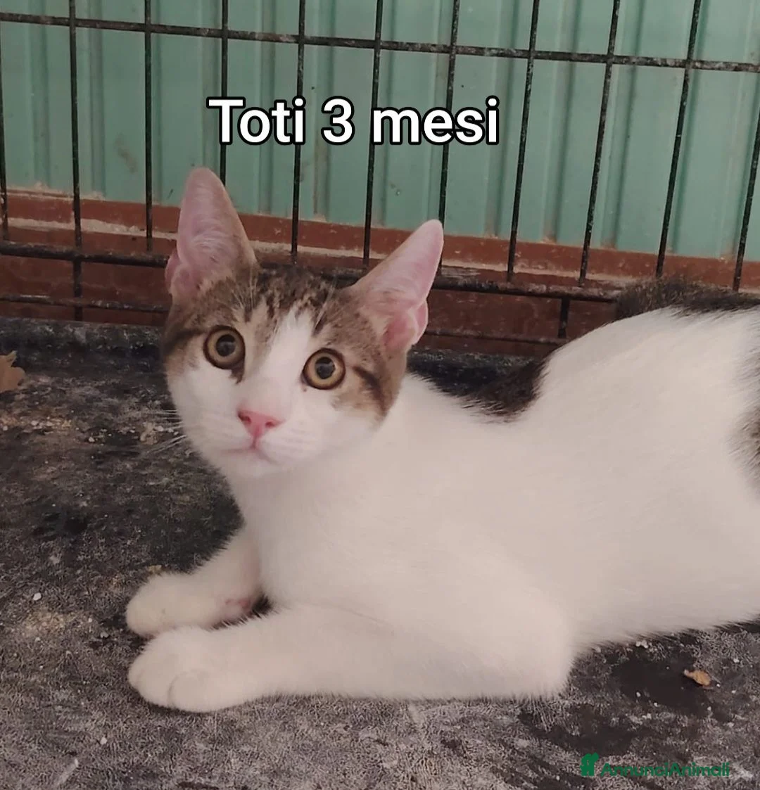 Altre razze gatti in regalo: GATTINI ABBANDONATI: EMERGENZA  a Città metropolitana di Milano - Annuncio 8