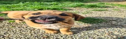 Meticcio cani in regalo: 4 super CUCCIOLI di 2 MESI E MEZZO! - Annuncio 16