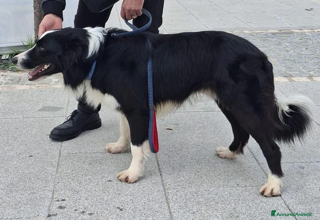 Border Collie cani in regalo: GIOTTO💙-Border Collie meraviglioso cerca casa🙏🏻 - Annuncio 2